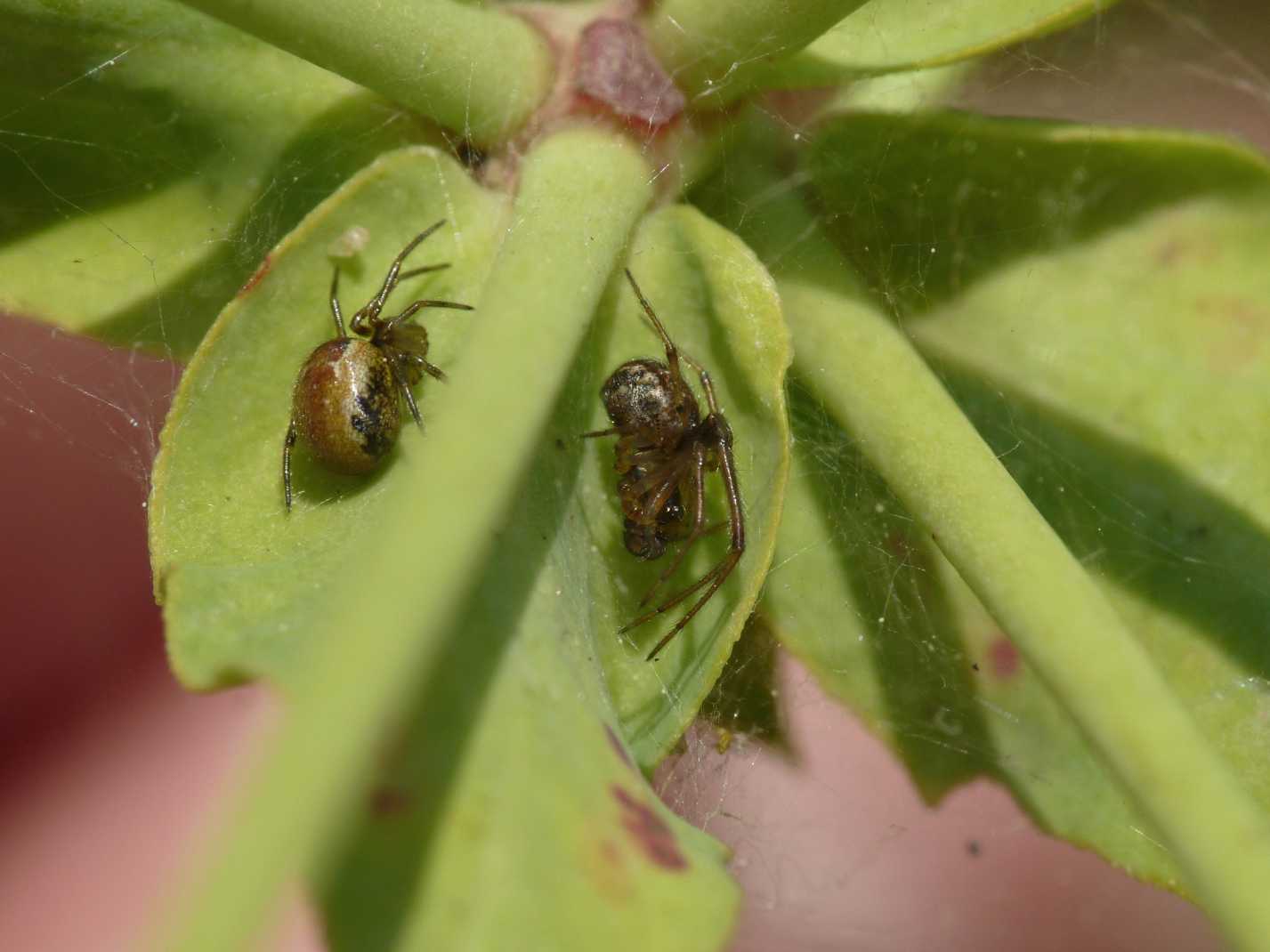 Coppia di Theridiidae